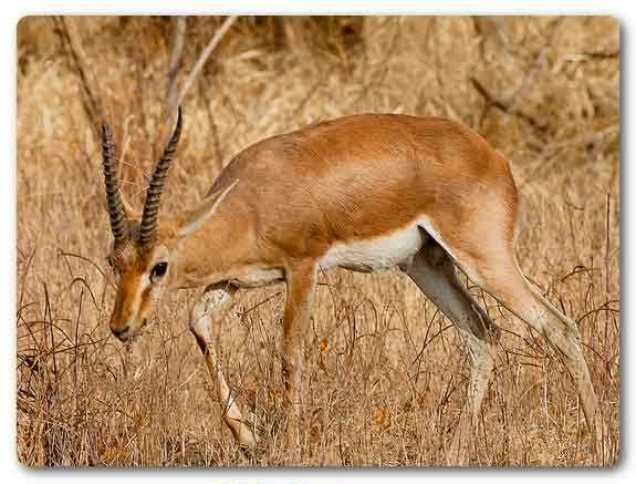  Rajasthan state animal, Chinkara, Gazella bennettii